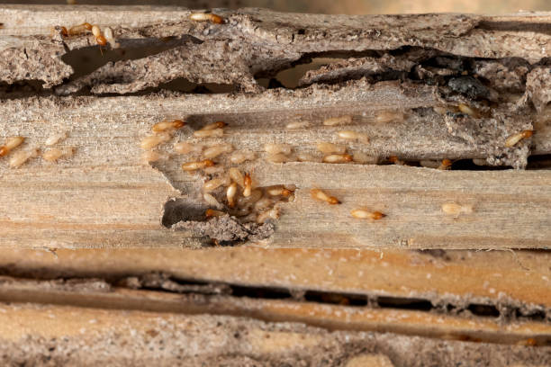 Best Pest Removal Services  in Charlestown, IN